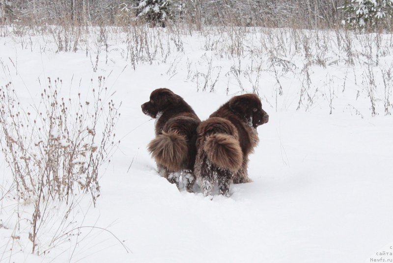Фото: ньюфаундленд Наоми Таголири фор Браунблад (Naomi Tagoliri for Brouwnblood), ньюфаундленд Сверкающая Гора Машаме (Sverkayuzhaya Gora Mashame)