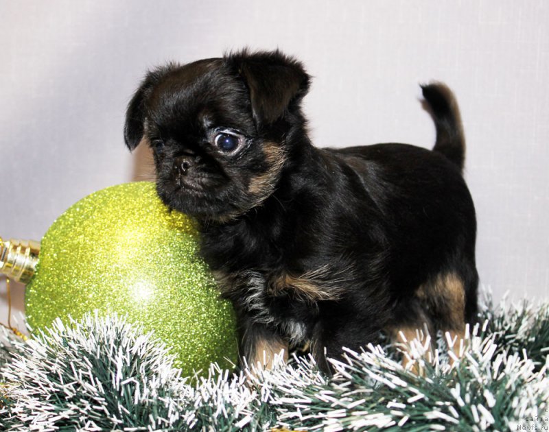 Фотография № 197224