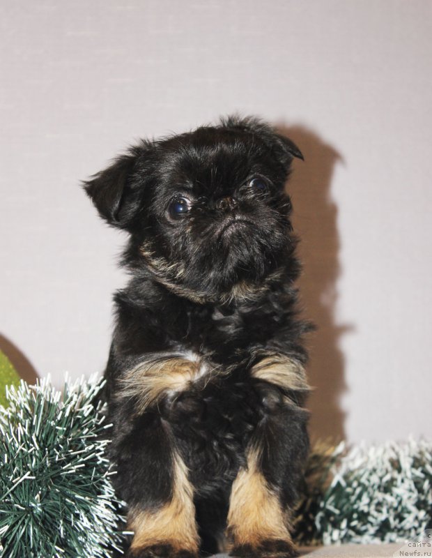 Фотография № 197225