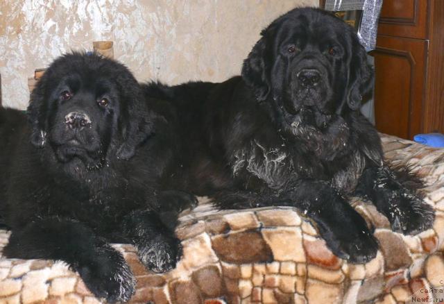 Фото: ньюфаундленд Skippers Secret Agent For Donat's Pride, ньюфаундленд Акватория Келвин Голден Спирит (Aquatoriya Kelvin Golden Spirit)