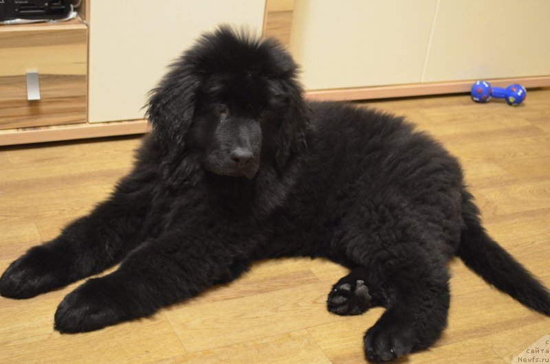 Фото: ньюфаундленд Черный Балу Захар