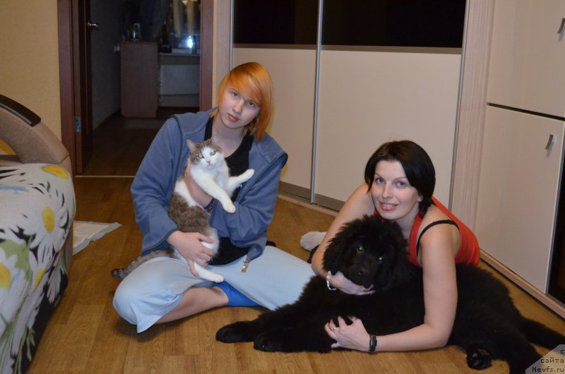 Фото: ньюфаундленд Черный Балу Захар