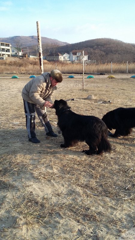 Фото: ньюфаундленд Супер Премиум Мерлин Монро