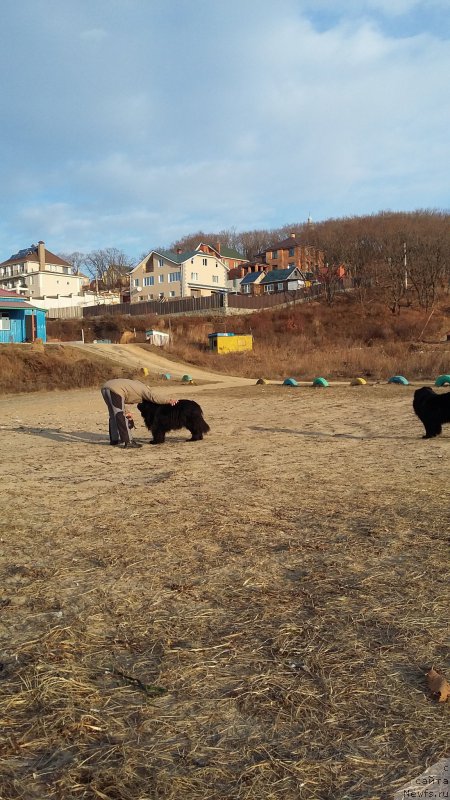 Фото: ньюфаундленд Супер Премиум Мерлин Монро