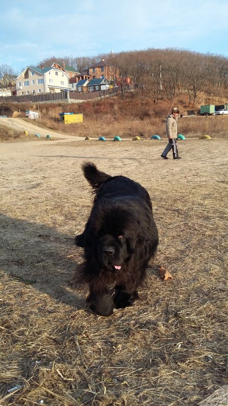 Фото: ньюфаундленд Супер Премиум Мерлин Монро