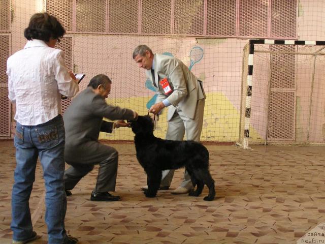 Фото: ньюфаундленд Интерио Соури из Медвежьего Яра (Interio Souri iz Medvejyego Yara), Юрий Рахтиенко