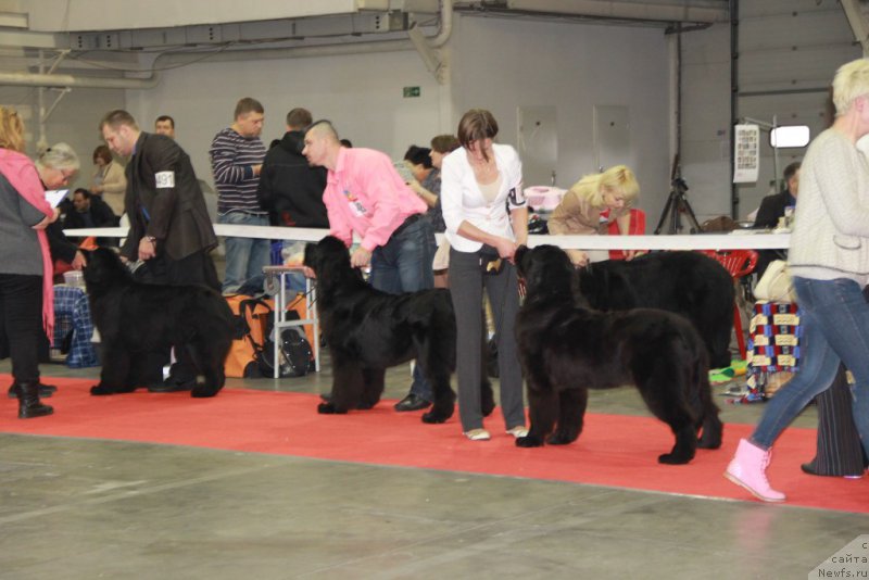 Фото: TRISHA TRY TO WIN, ANGEL KHRANITEL GUTTIERA, ньюфаундленд Galatea Dinastiya Soverchenstva