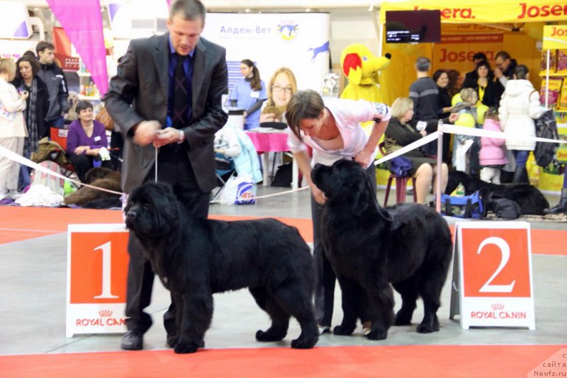 Фото: TRISHA TRY TO WIN, ньюфаундленд Galatea Dinastiya Soverchenstva