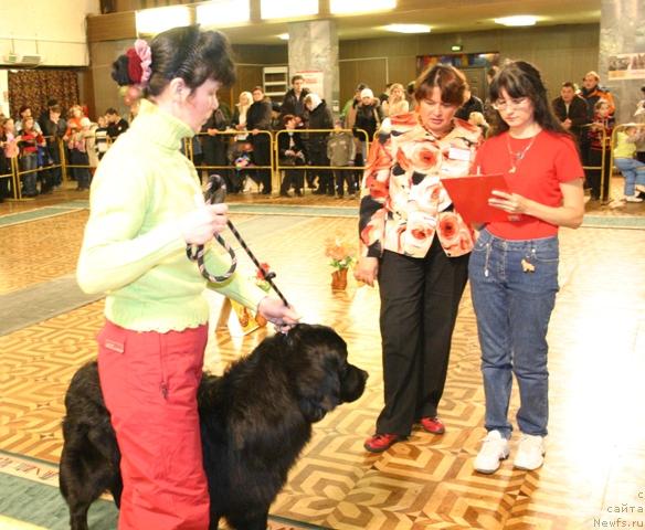 Фото: ньюфаундленд Кайден Плейфул (Kaiden Playful)