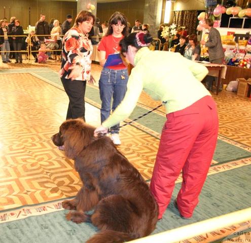 Фото: ньюфаундленд Зорран Снежный Подарок
