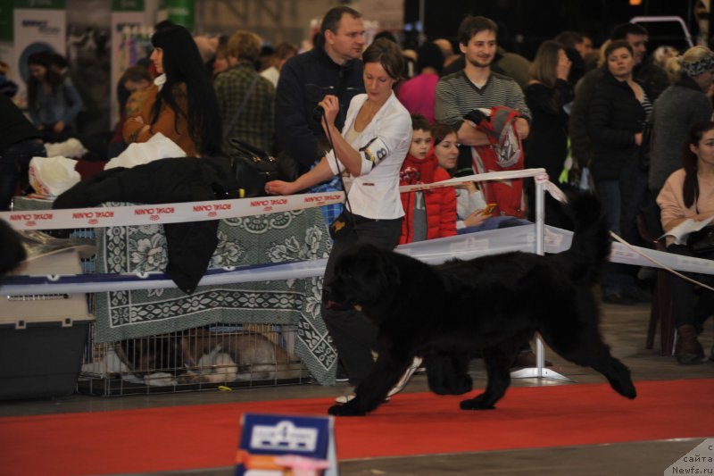 Фото: ньюфаундленд Galatea Dinastiya Soverchenstva, Анна Пронская