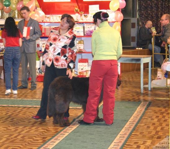 Фото: ньюфаундленд Зорран Снежный Подарок