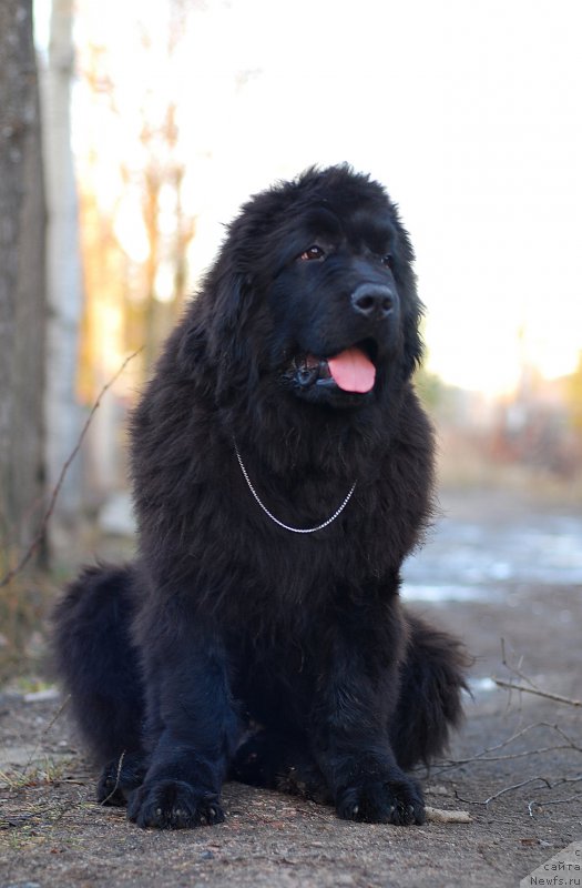 Фотография № 197291