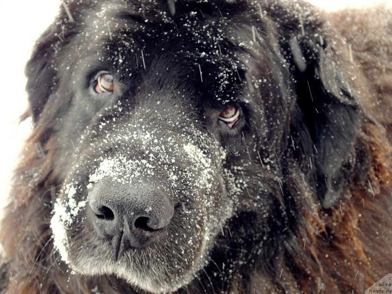 Фото: ньюфаундленд Гаврила с Берега Дона