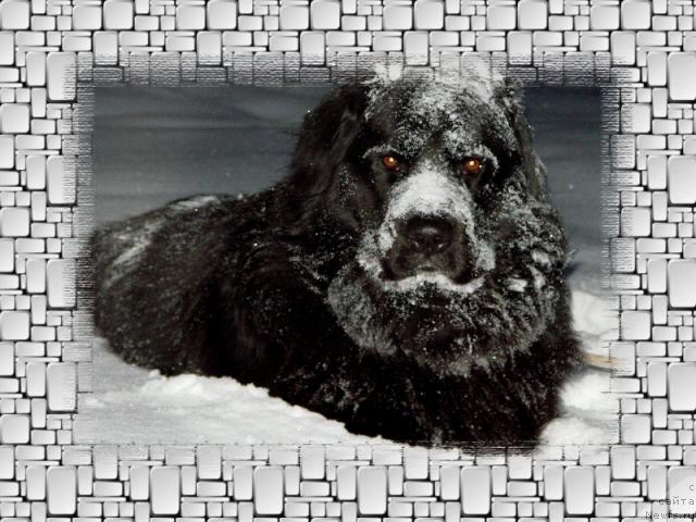 Фото: ньюфаундленд Оскар Трейси-Виктория