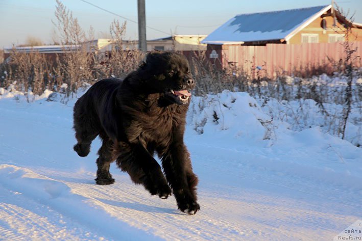 Фото: ньюфаундленд Вперед Зовущая с Берега Дона (Vpered Zovuschaya s Berega Dona)