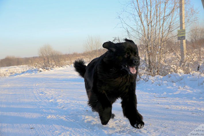 Фото: ньюфаундленд Вперед Зовущая с Берега Дона (Vpered Zovuschaya s Berega Dona)