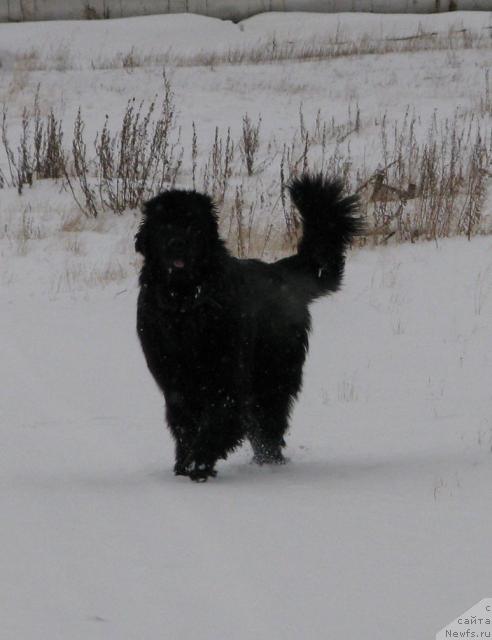 Фото: ньюфаундленд Жасмин Северный Каприз из Медвежьего Яра (Zhasmine Severny Caprice iz Medvejyego Yara)