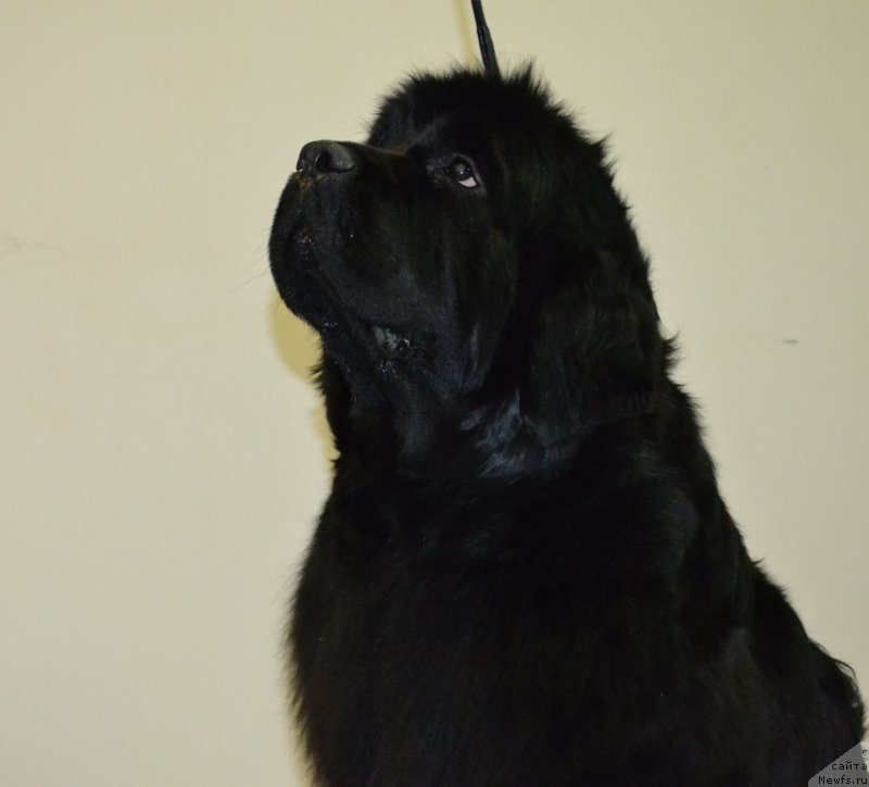 Фотография № 197322