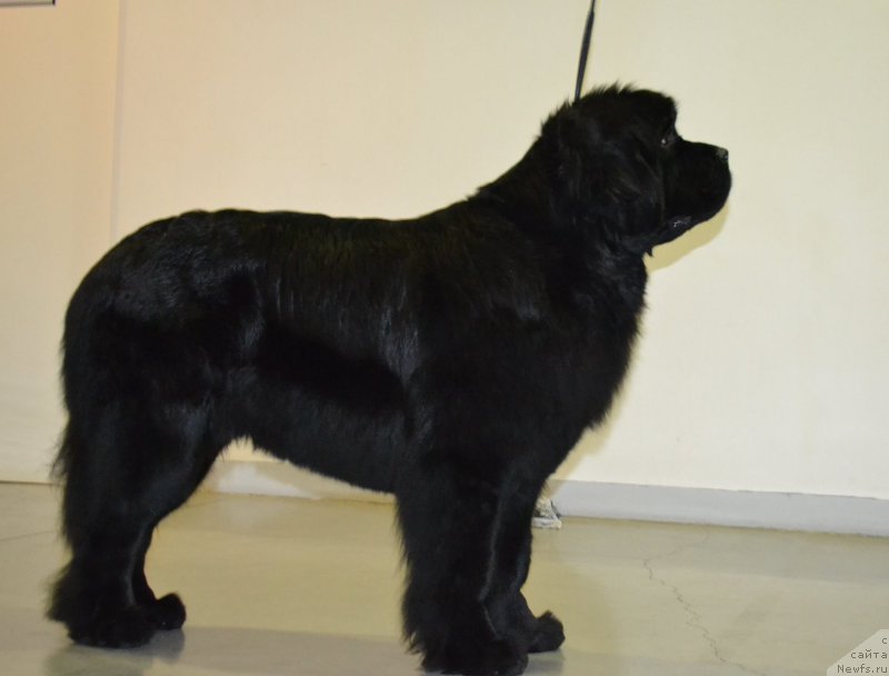 Фотография № 197323