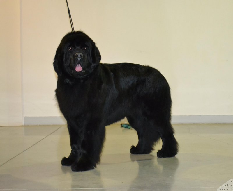 Фото: ньюфаундленд Моон Броок Валлей оф Виолетс (Moon Brook Valley of Violets)