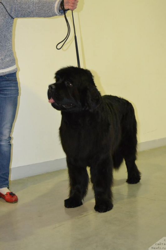 Фотография № 197325