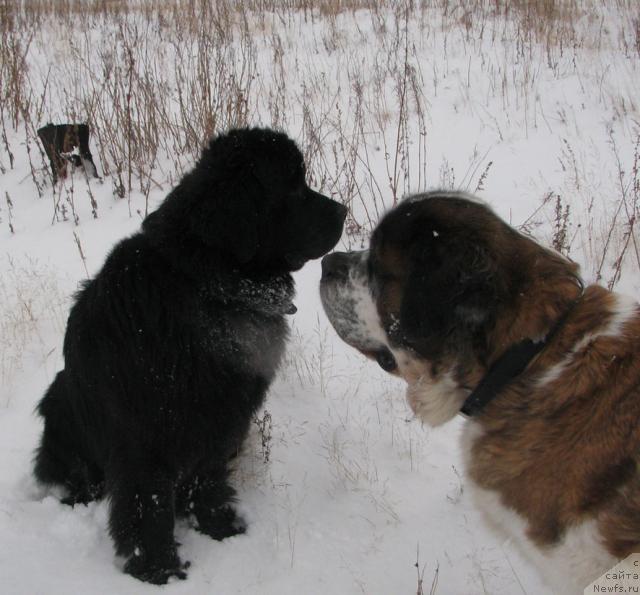 Фото: ньюфаундленд Жасмин Северный Каприз из Медвежьего Яра (Zhasmine Severny Caprice iz Medvejyego Yara)