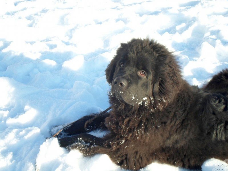 Фотография № 197332