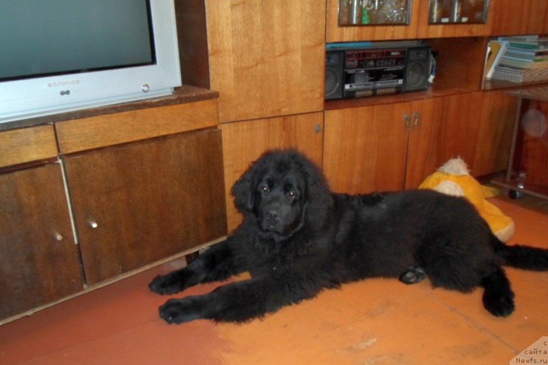 Фото: ньюфаундленд Преданный Друг