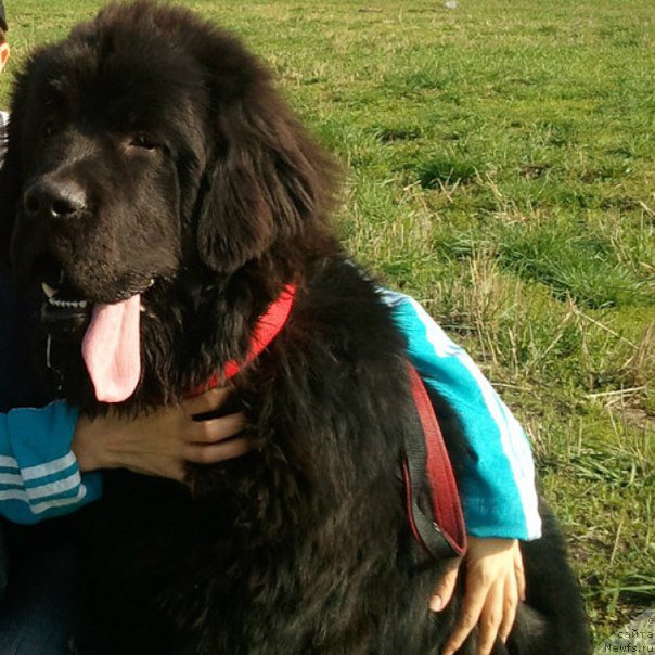 Фото: ньюфаундленд Флюфи Аваланч Экспресс Юоур Сулф (Fluffy Avalanch Exspress Your Self)