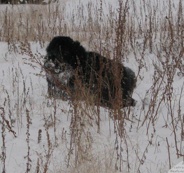 Фото: ньюфаундленд Жасмин Северный Каприз из Медвежьего Яра (Zhasmine Severny Caprice iz Medvejyego Yara)