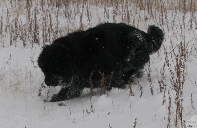 Фото: ньюфаундленд Жасмин Северный Каприз из Медвежьего Яра (Zhasmine Severny Caprice iz Medvejyego Yara)