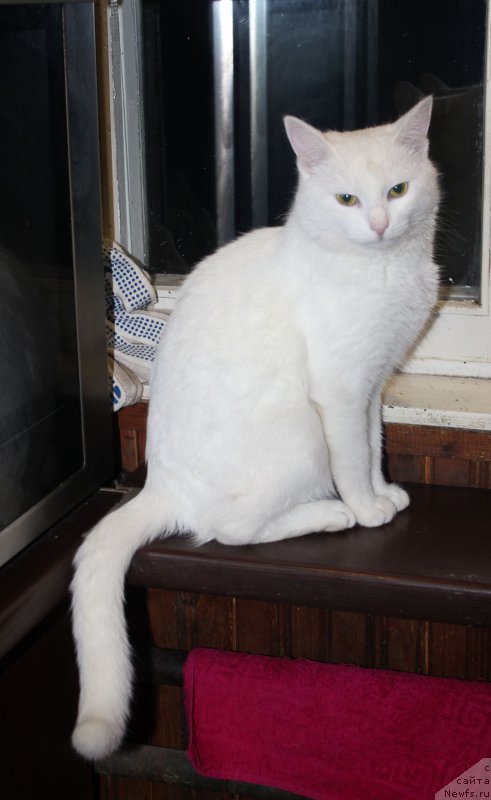 Фотография № 197369