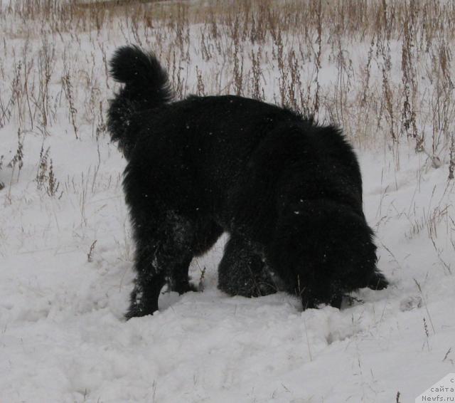 Фото: ньюфаундленд Жасмин Северный Каприз из Медвежьего Яра (Zhasmine Severny Caprice iz Medvejyego Yara)
