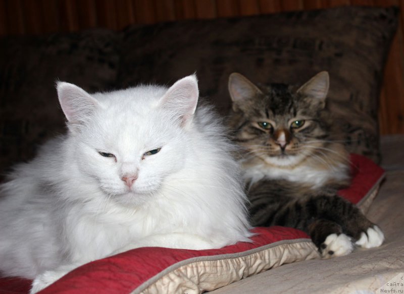 Фотография № 197370