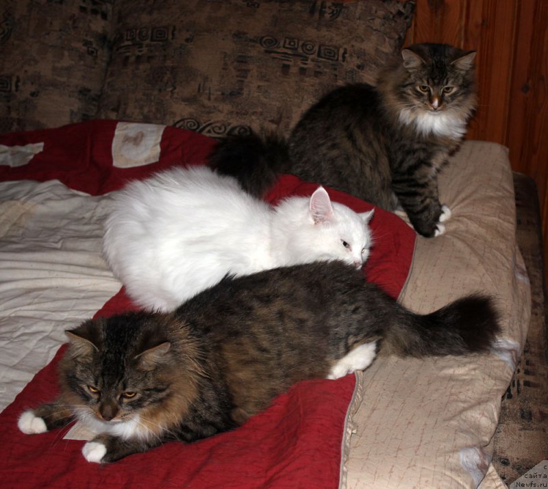 Фотография № 197371