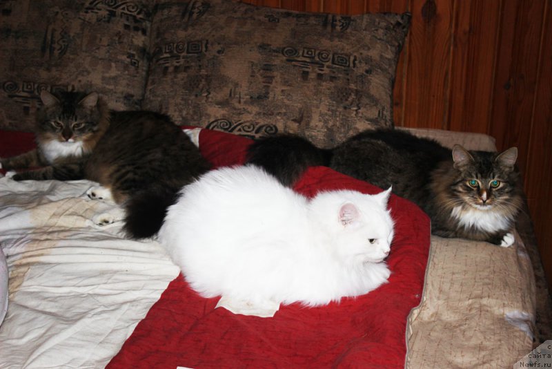 Фотография № 197372