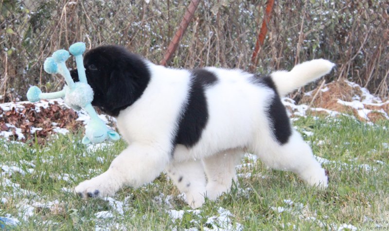 Фото: ньюфаундленд Аквиан Сонг Рафаэлла Свит