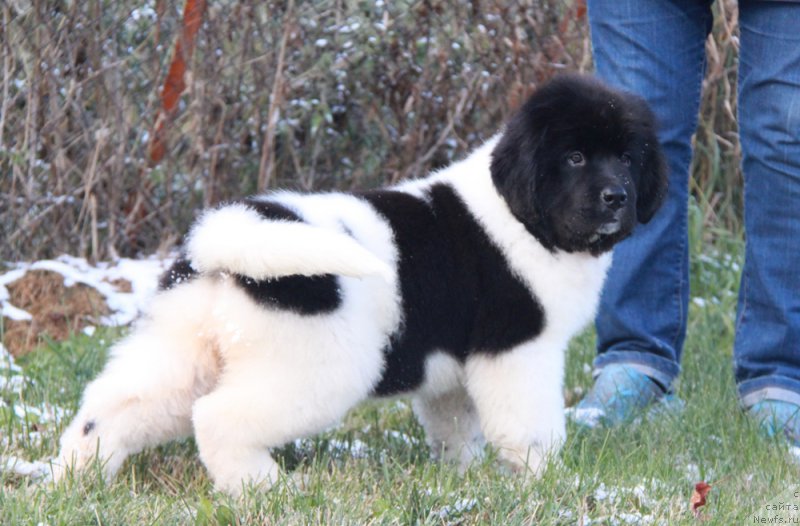 Фото: ньюфаундленд Аквиан Сонг Рафаэлла Свит