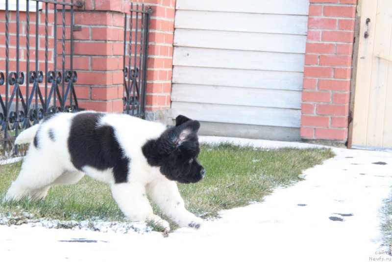 Фото: ньюфаундленд Аквиан Сонг Рафаэлла Свит