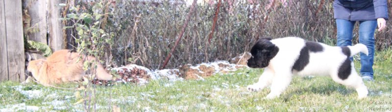 Фото: ньюфаундленд Аквиан Сонг Рафаэлла Свит
