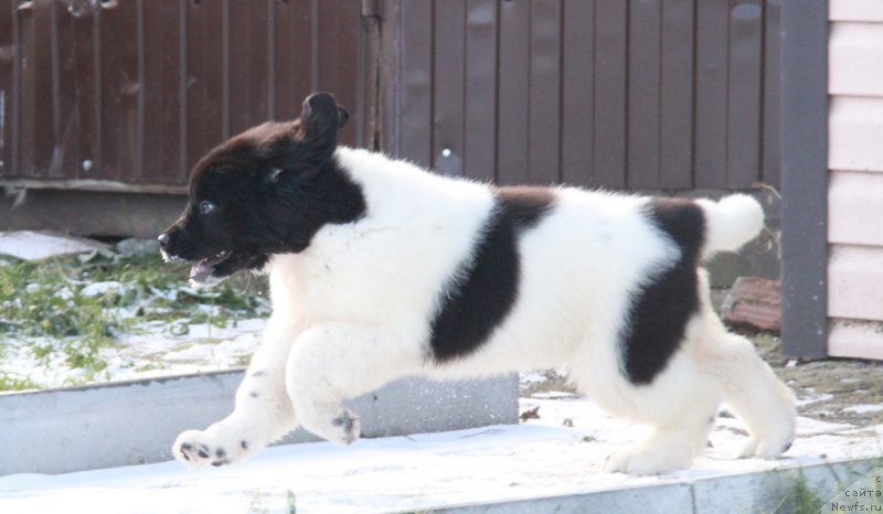 Фото: ньюфаундленд Аквиан Сонг Рафаэлла Свит