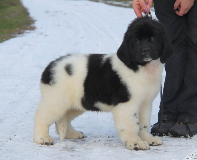 Фото: ньюфаундленд Аквиан Сонг Рафаэлла Свит