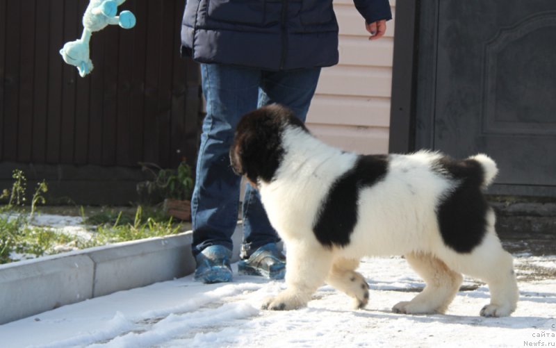 Фото: ньюфаундленд Аквиан Сонг Рафаэлла Свит