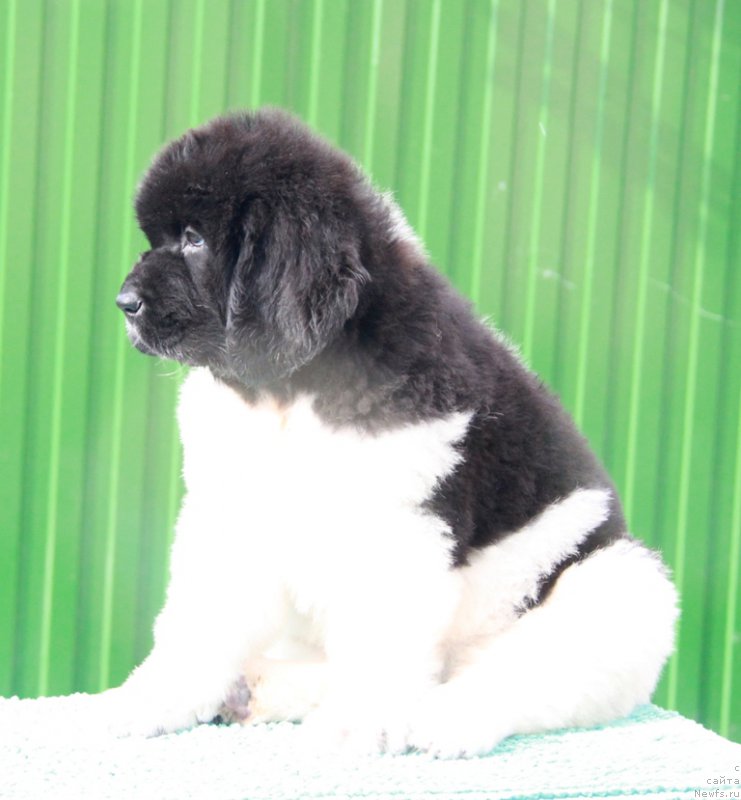 Фото: ньюфаундленд Аквиан Сонг Рич Брид