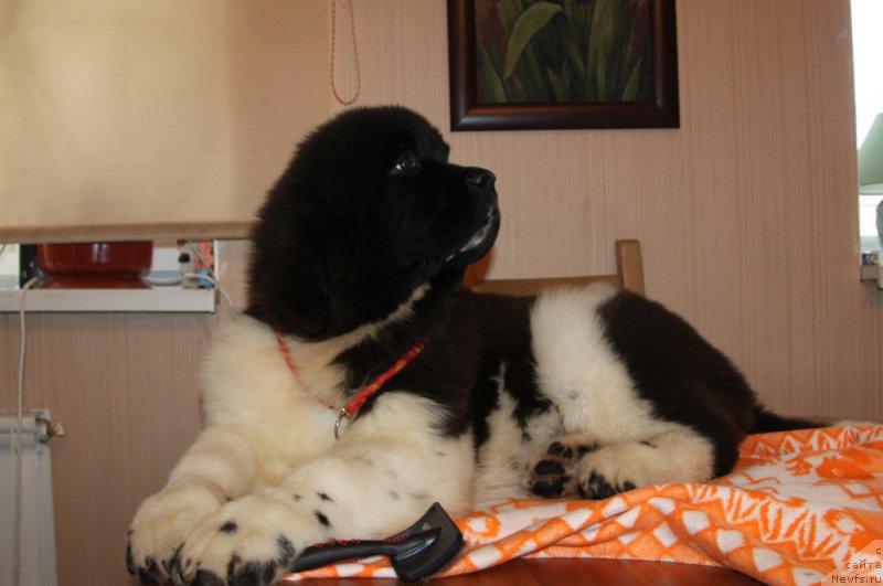 Фото: ньюфаундленд Аквиан Сонг Руле зе Ворлд