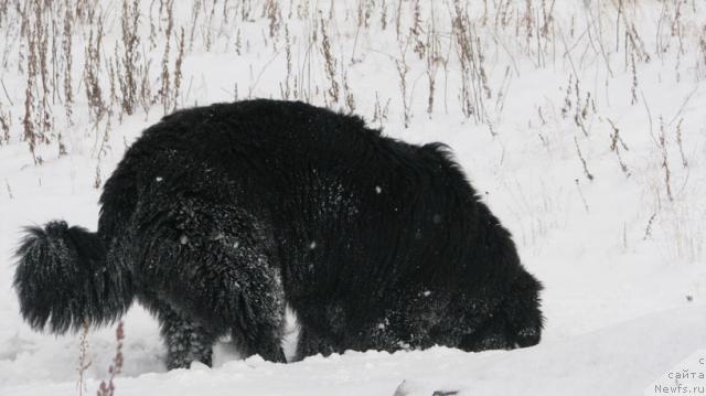 Фото: ньюфаундленд Жасмин Северный Каприз из Медвежьего Яра (Zhasmine Severny Caprice iz Medvejyego Yara)
