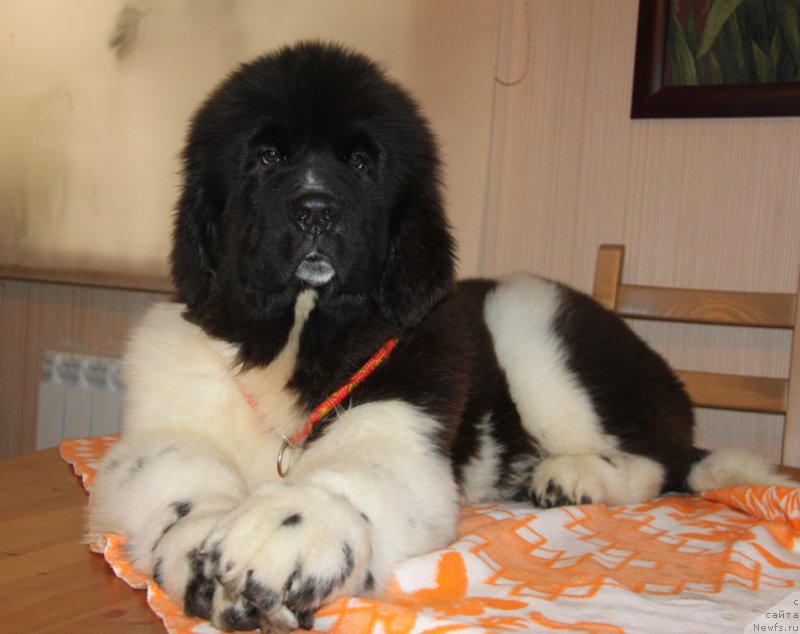 Фото: ньюфаундленд Аквиан Сонг Руле зе Ворлд