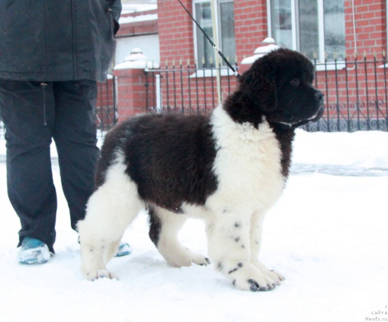 Фото: ньюфаундленд Аквиан Сонг Руле зе Ворлд