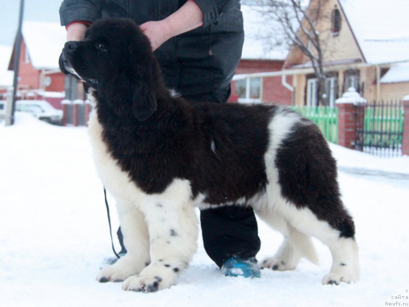 Фото: ньюфаундленд Аквиан Сонг Руле зе Ворлд